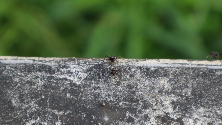 Primer plano de insectos hormigas en el hormigón
