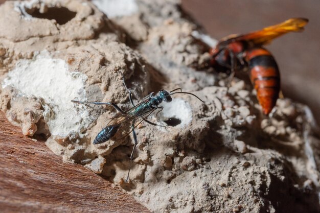 Foto primer plano de insectos en la roca