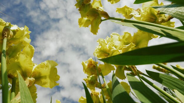 Primer plano de iris amarillos en el parque Flores a principios de primavera Concepto del día de la mujer