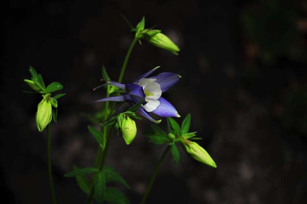 Foto primer plano del iris floreciendo al aire libre