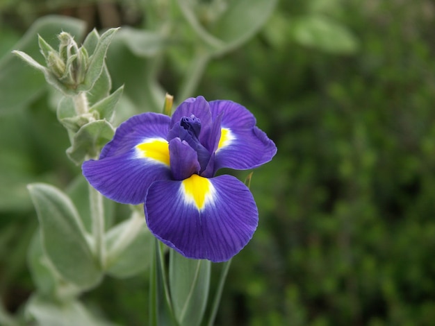 Primer plano, de, iris, flores, en, un, pradera