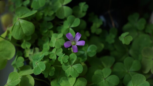 Foto un primer plano del iris púrpura que florece al aire libre