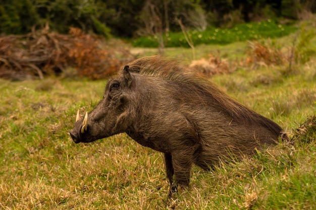 Primer plano de un jabalí sentado en un campo cubierto de hierba