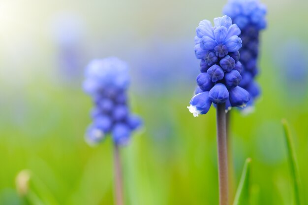 Primer plano de los jacintos de uva azul o Muscari Latifolium botryoides