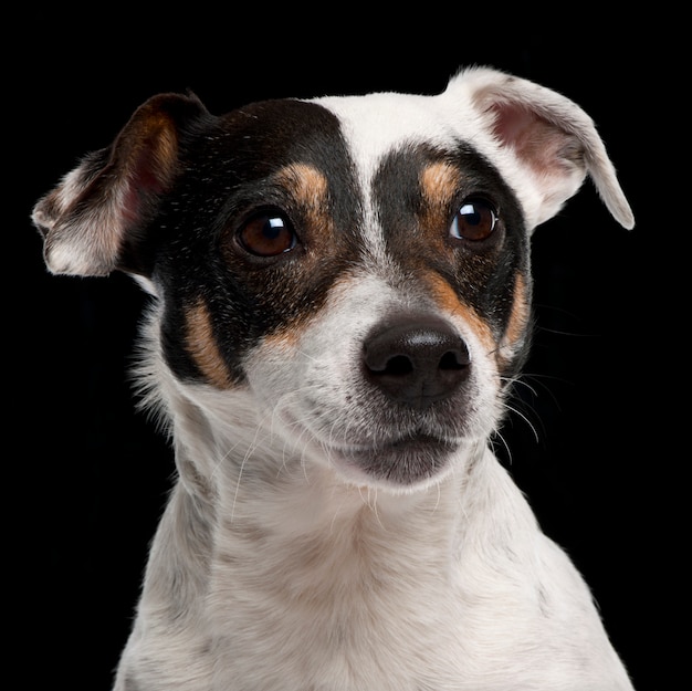 Primer plano de Jack Russell Terrier, 10 años de edad,