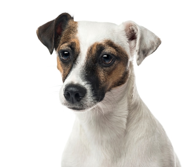 Primer plano de un Jack Russell Terrier, aislado en blanco