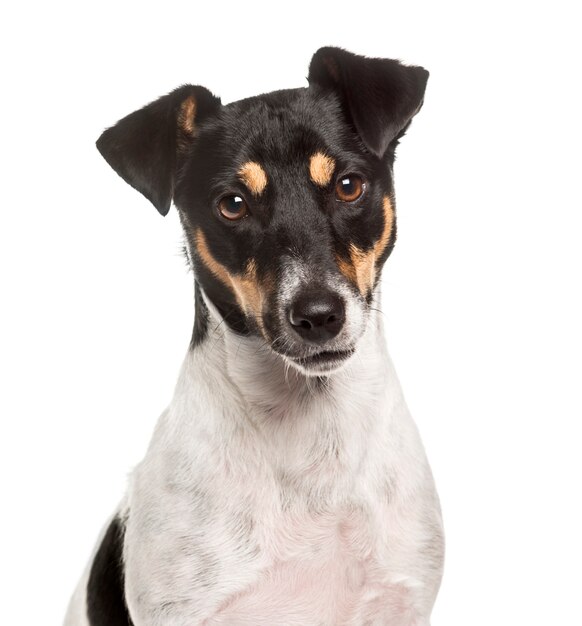 Primer plano de un Jack Russell Terrier, aislado en blanco