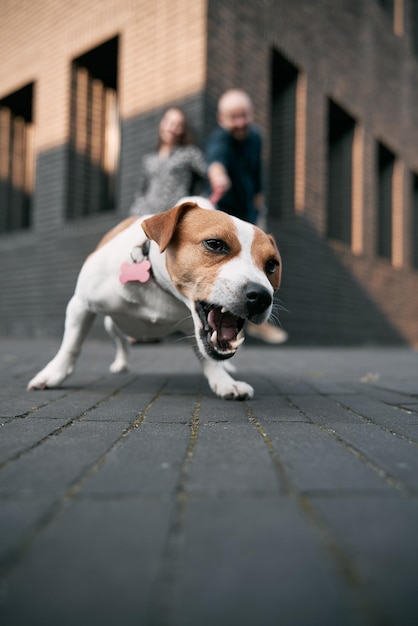 Primer plano de Jack Russell Terrier enojado con dos personas en el fondo Concepto de perro mascota defendiendo a su dueño