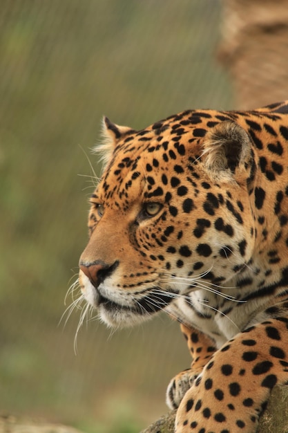 Primer plano de un jaguar descansando en el zoológico