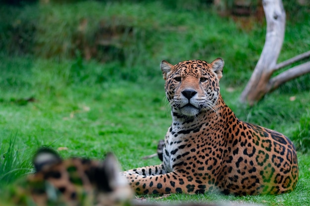 Primer plano de un jaguar mirando a su presa en un campo durante el día