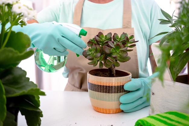 Primer plano de una jardinera senior con ropa informal y guantes protectores cuidando las plantas de la casa