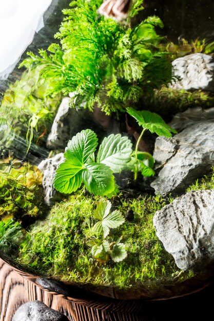 Primer plano de una jarra con un trozo de bosque verde