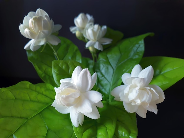 Primer plano del jazmín blanco Jasminum sambac o jazmín árabe Gran Duque de la Toscana hermosa flor blanca y hojas verdes aroma