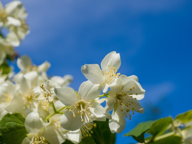 Primer plano de jazmín floreciente con hojas verdes contra el cielo azul