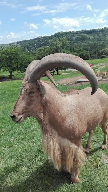 Foto primer plano de una jirafa en el campo contra el cielo