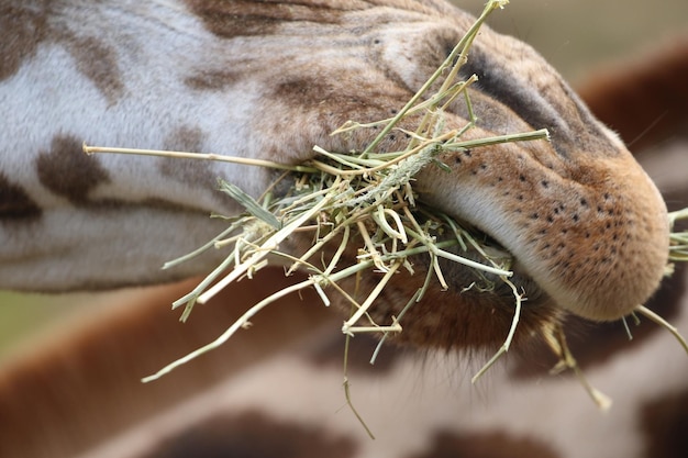 Foto primer plano de una jirafa comiendo hierba