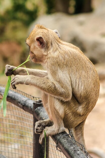 Foto primer plano de una jirafa sentada en el zoológico