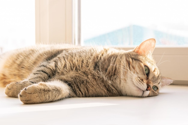 Primer plano de un joven adorable gato atigrado triste acostado en el alféizar de la ventana disfrutando de un día soleado Mascota en casa