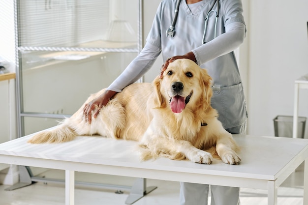 Primer plano de un joven veterinario con un perro examinador uniforme mientras está acostado en la mesa en la clínica