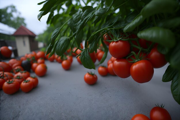 Primer plano de jugosos tomates rojos listos para agregar a una ensalada fresca Generado por AI