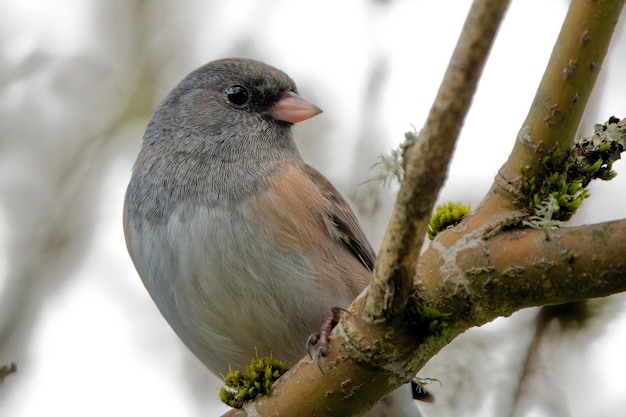 Primer plano de un junco de ojos oscuros en la rama de un árbol