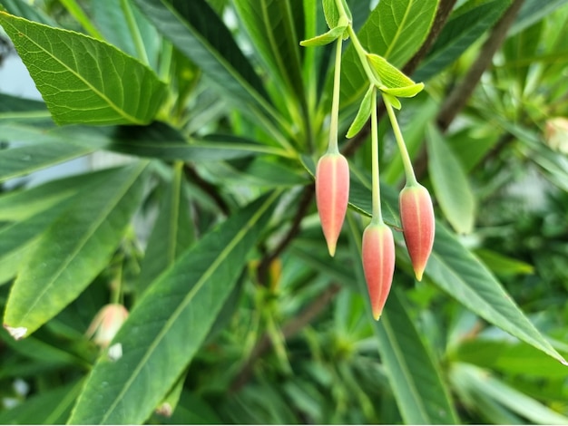 Primer plano Khrai yoi o Elaeocarpus grandiflorus en el jardín