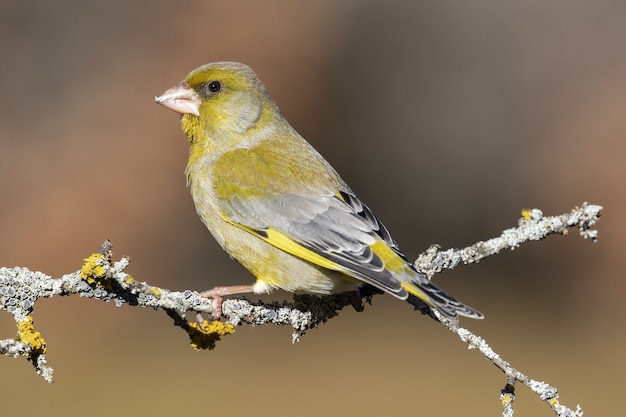 Primer plano de un kingbird occidental amarillo posado en la rama de un árbol