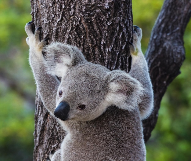 Un primer plano de un koala en un árbol
