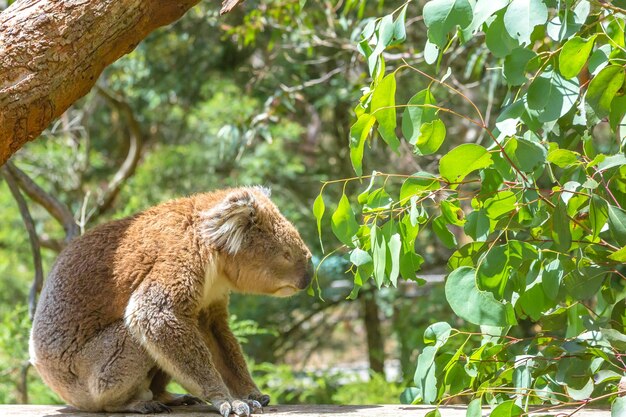 Foto primer plano de un koala en una rama