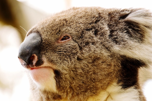 Un primer plano del koala