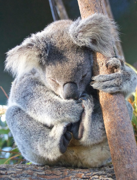 Un primer plano del koala