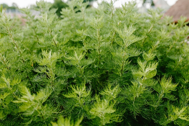 Primer plano de Kohia, hermoso arbusto verde