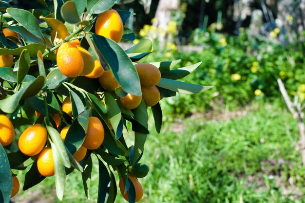 Primer plano de kumquat en la planta