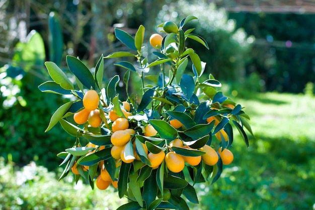 Primer plano de kumquat en la planta