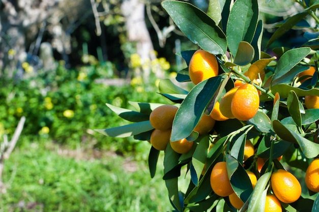 Primer plano de kumquat en la planta