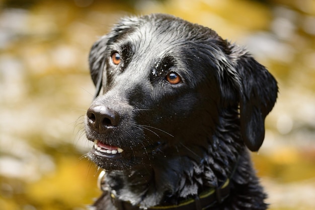 Primer plano de un labrador negro que mira hacia otro lado