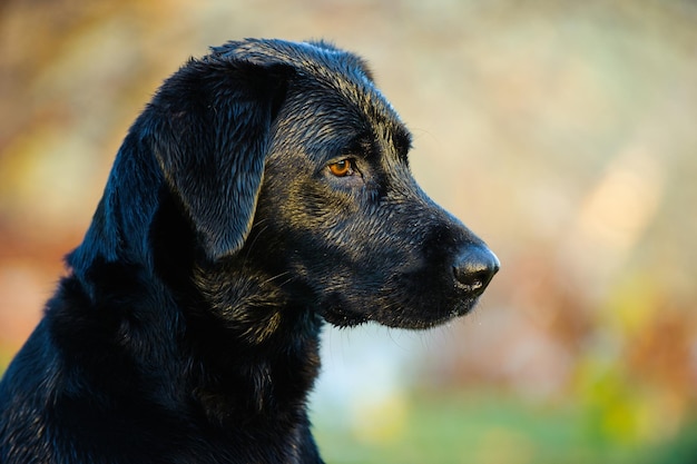 Primer plano de un labrador negro