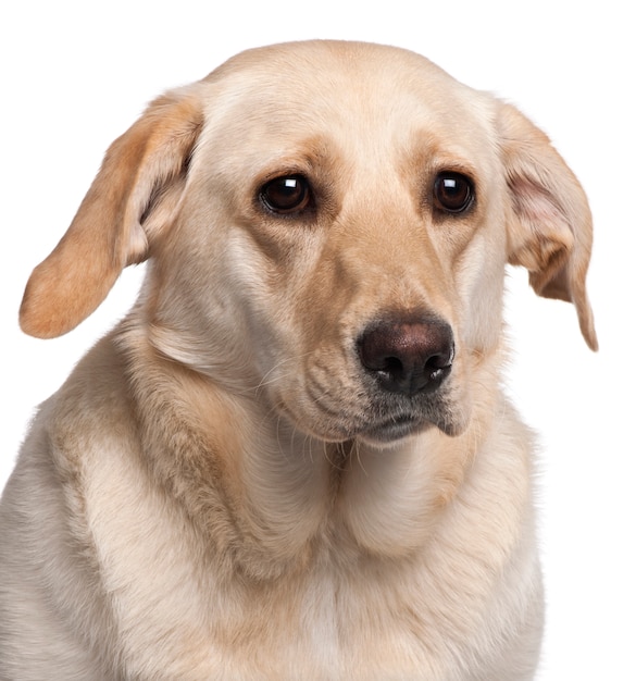 Foto primer plano de labrador retriever, 11 meses de edad,