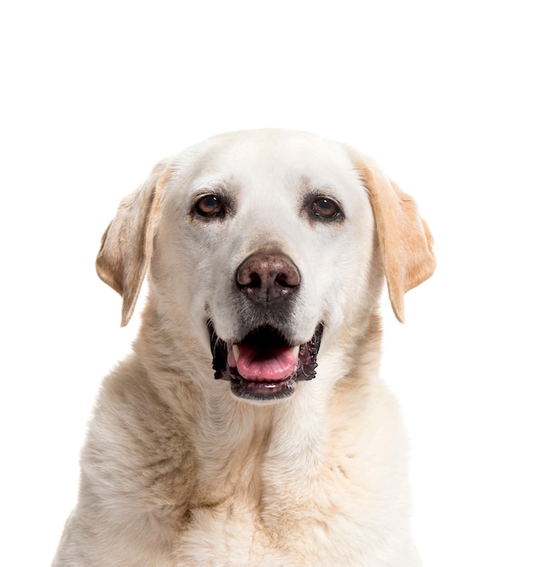 Primer plano de un Labrador Retriever Crema jadeando, aislado