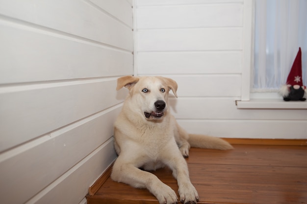 Primer plano de Labrador sobre un fondo claro