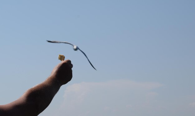 Foto primer plano de una lagarta con la mano contra el cielo