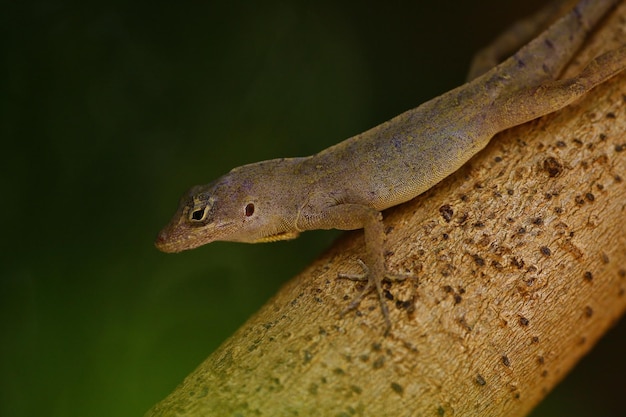 Primer plano de un lagarto en un árbol