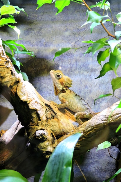 Foto primer plano de un lagarto en un árbol