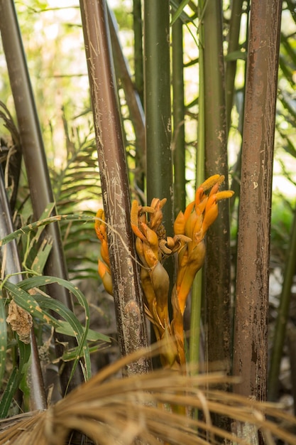 Foto primer plano de un lagarto en un árbol