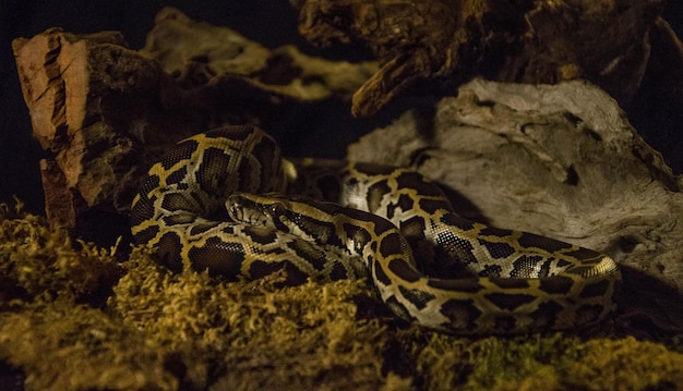 Foto primer plano de un lagarto en un árbol