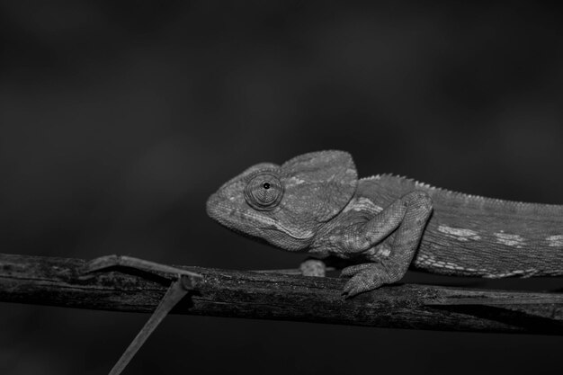 Foto primer plano de un lagarto en un árbol