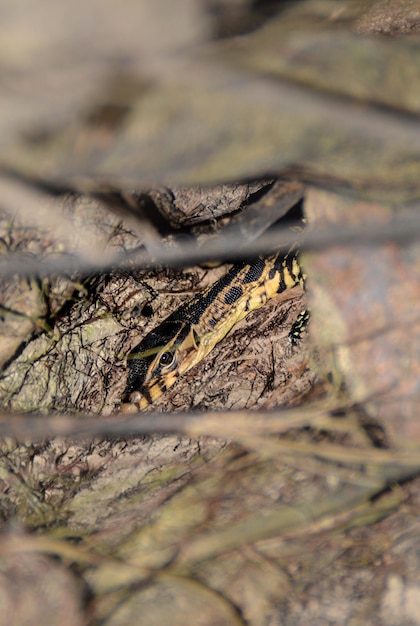 Primer plano de un lagarto en un árbol