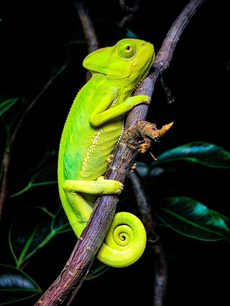 Primer plano de un lagarto en un árbol