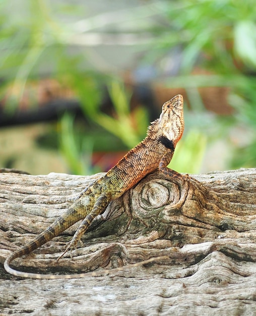 Foto primer plano de un lagarto en un árbol