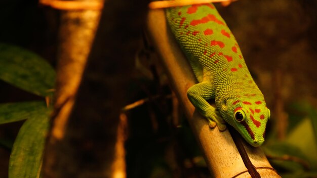 Primer plano de un lagarto en un árbol